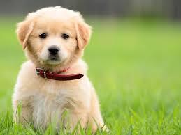 ein kleiner Hund, der im Gras sitzt